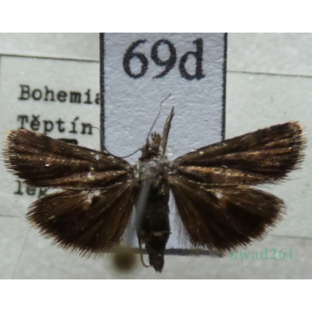 Heliothela wulfeniana (Scopoli, 1763) Słonecznica czarna Czech69d